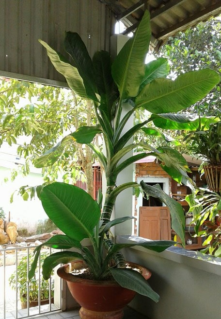 Cây phong thủy đại phú gia mang lại tài lộc như sở hữu 5 két vàng - Ảnh 2. Cây phong thủy đại phú gia mang lại tài lộc như sở hữu 5 két vàng - Ảnh 2.