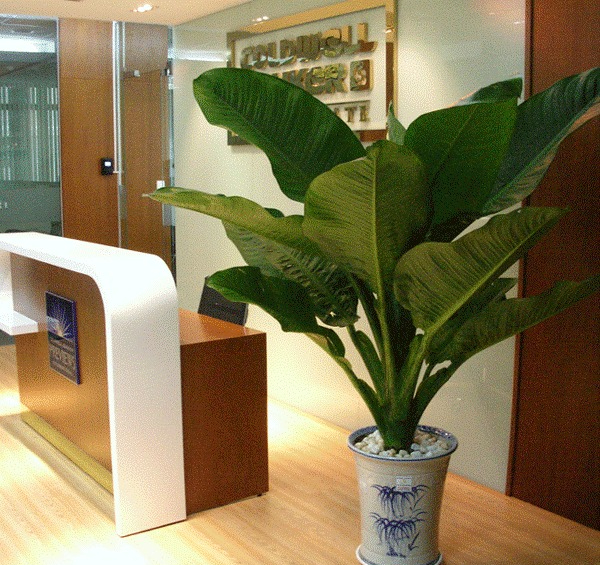 Cây phong thủy đại phú gia mang lại tài lộc như sở hữu 5 két vàng - Ảnh 3. Cây phong thủy đại phú gia mang lại tài lộc như sở hữu 5 két vàng - Ảnh 3.