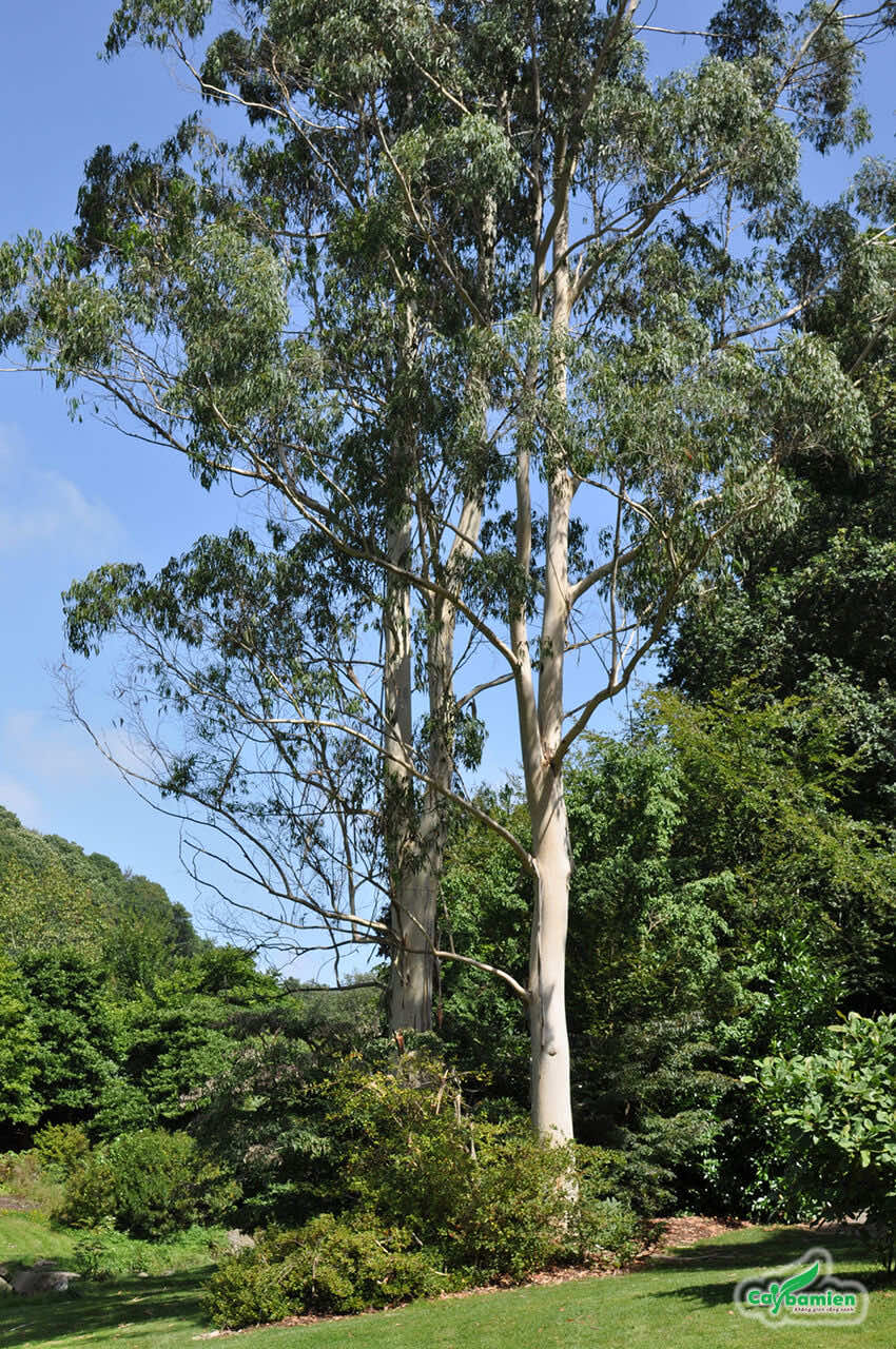 3 Lọai cây phượng và nguy cơ khi trồng sát nhà bạn cần biết - Ảnh 3. 3 Lọai cây phượng và nguy cơ khi trồng sát nhà bạn cần biết - Ảnh 3.