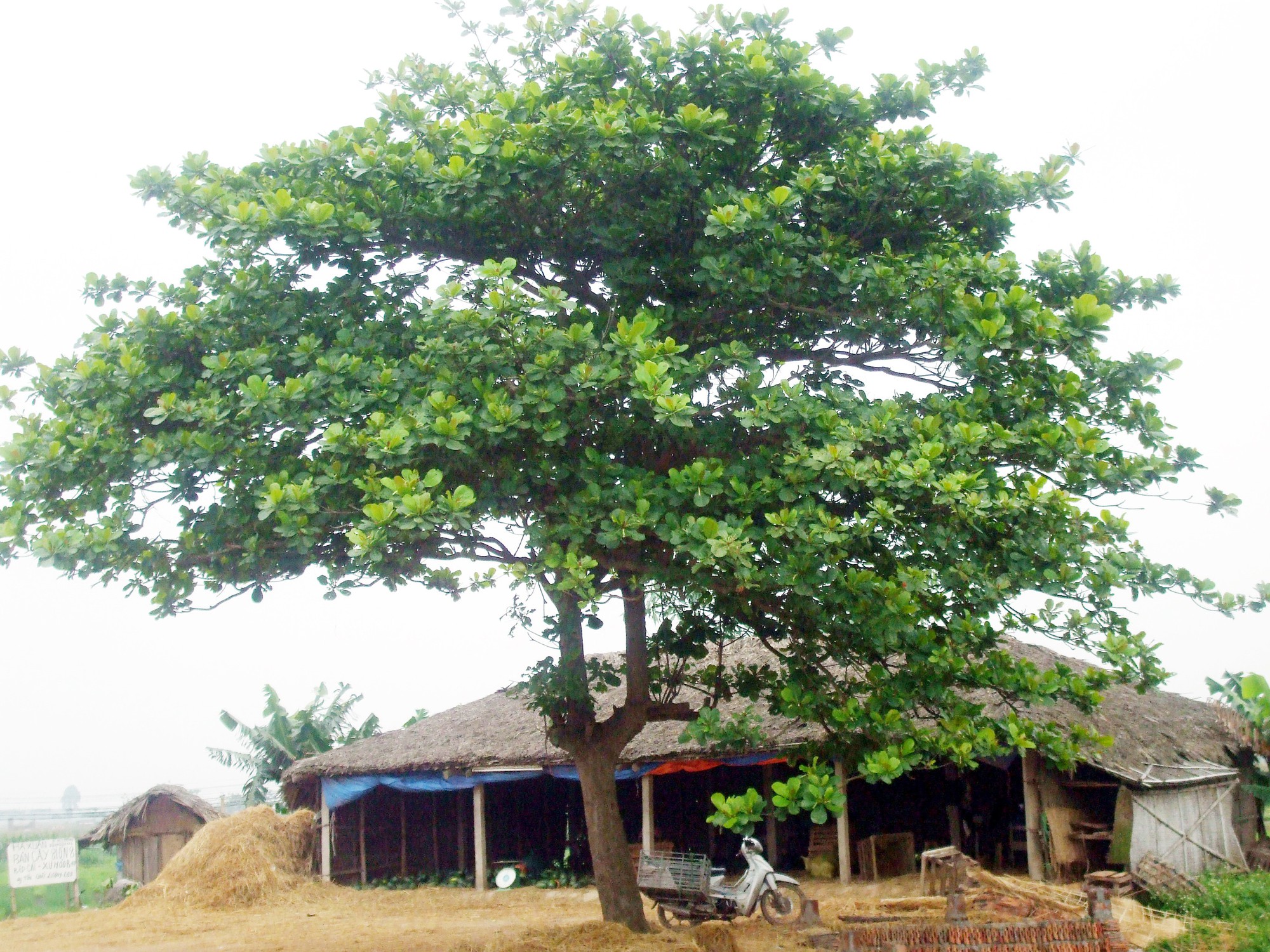 3 Lọai cây phượng và nguy cơ khi trồng sát nhà bạn cần biết - Ảnh 1. 3 Lọai cây phượng và nguy cơ khi trồng sát nhà bạn cần biết - Ảnh 1.