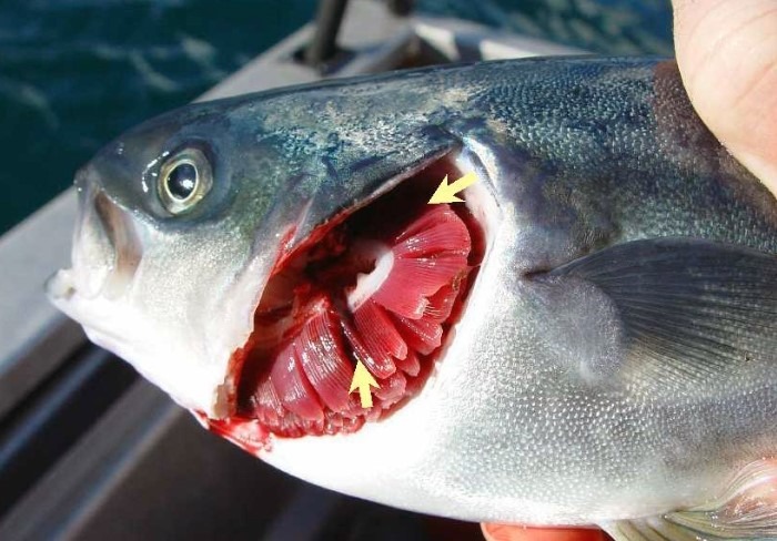 7 Dấu hiệu giúp bạn mẹo chọn cá tươi an toàn tránh nhiễm ký sinh trùng - Ảnh 1. 7 Dấu hiệu giúp bạn mẹo chọn cá tươi an toàn tránh nhiễm ký sinh trùng - Ảnh 1.