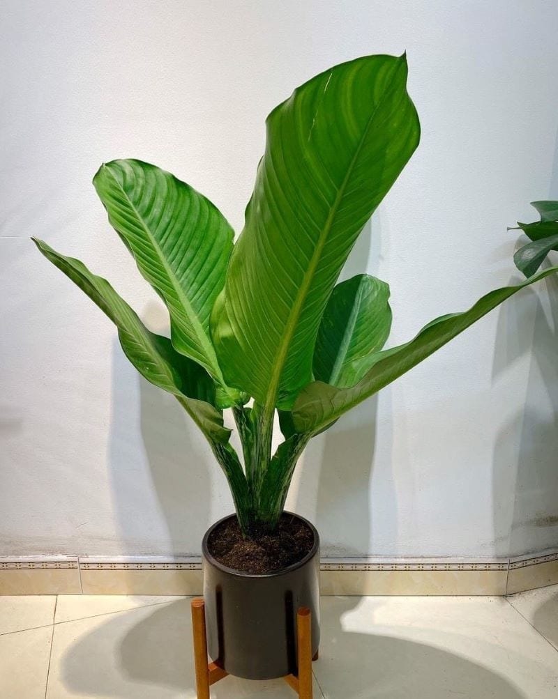 Cây phong thủy đại phú gia mang lại tài lộc như sở hữu 5 két vàng - Ảnh 1. Cây phong thủy đại phú gia mang lại tài lộc như sở hữu 5 két vàng - Ảnh 1.