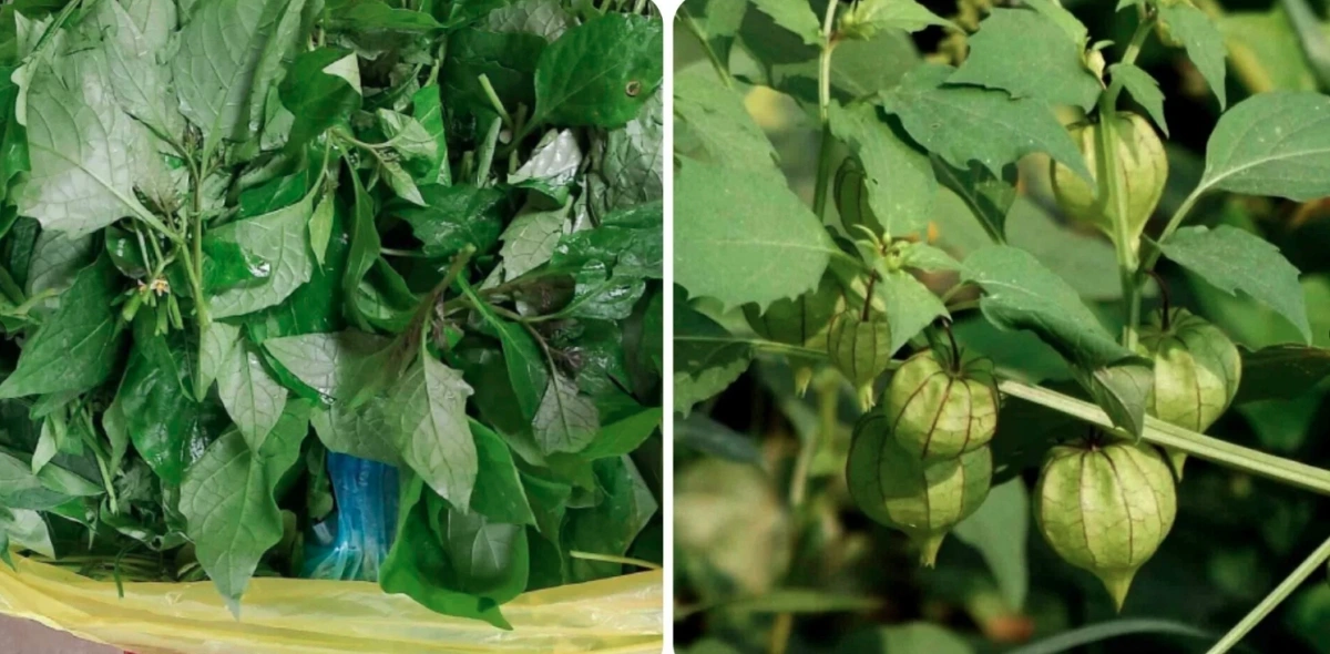 Rau tầm bóp - đặc sản bổ dưỡng , dễ tìm mà khó mua - Ảnh 1.