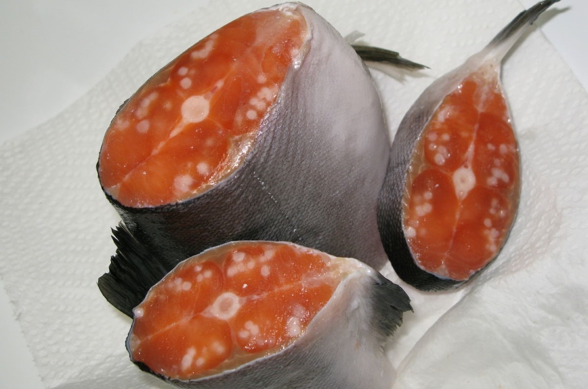 7 Dấu hiệu giúp bạn mẹo chọn cá tươi an toàn tránh nhiễm ký sinh trùng - Ảnh 2. 7 Dấu hiệu giúp bạn mẹo chọn cá tươi an toàn tránh nhiễm ký sinh trùng - Ảnh 2.