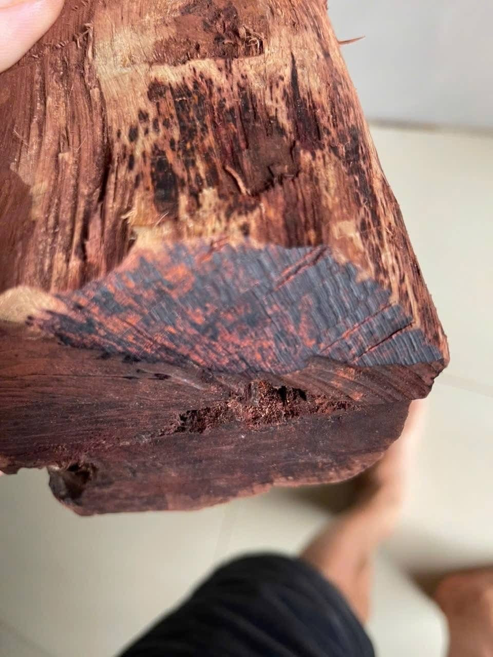 Gỗ mán đỉa ' sốt giá ': Nguy cơ xâm hại rừng tự nhiên ở Quảng Trị - Ảnh 2. Gỗ mán đỉa ' sốt giá ': Nguy cơ xâm hại rừng tự nhiên ở Quảng Trị - Ảnh 2.