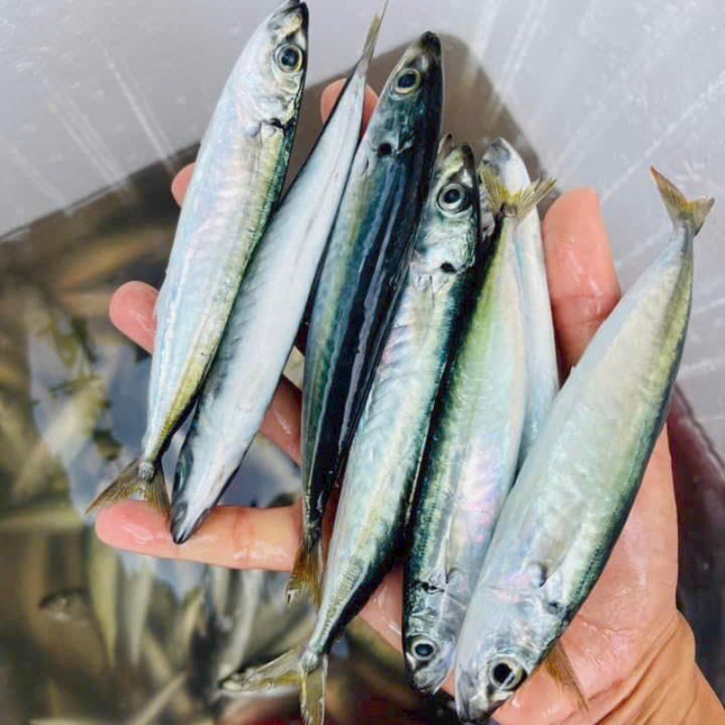 Chợ Việt có 4 loại cá sạch dễ mua, gần như không lo nhiễm kim loại nặng- Ảnh 3. Chợ Việt có 4 loại cá sạch dễ mua, gần như không lo nhiễm kim loại nặng- Ảnh 3.