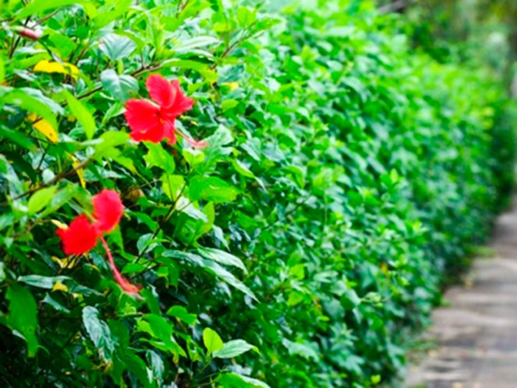 Người xưa dặn không thắp hương hoa dâm bụt màu đỏ vào mồng 1 Âm lịch - Ảnh 3. Người xưa dặn không thắp hương hoa dâm bụt màu đỏ vào mồng 1 Âm lịch - Ảnh 3.