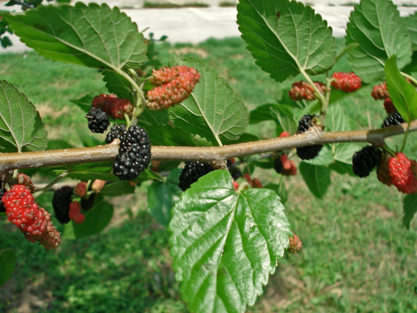 ĐỪNG trồng 4 cây phong thủy này trước cửa để tránh tài vận hao hụt - Ảnh 3. ĐỪNG trồng 4 cây phong thủy này trước cửa để tránh tài vận hao hụt - Ảnh 3.