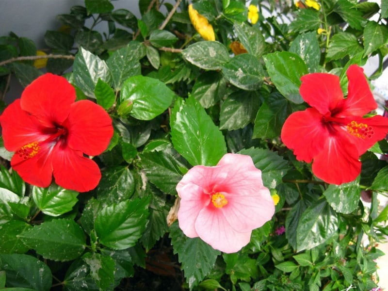 ĐỪNG trồng 4 cây phong thủy này trước cửa để tránh tài vận hao hụt - Ảnh 2. ĐỪNG trồng 4 cây phong thủy này trước cửa để tránh tài vận hao hụt - Ảnh 2.