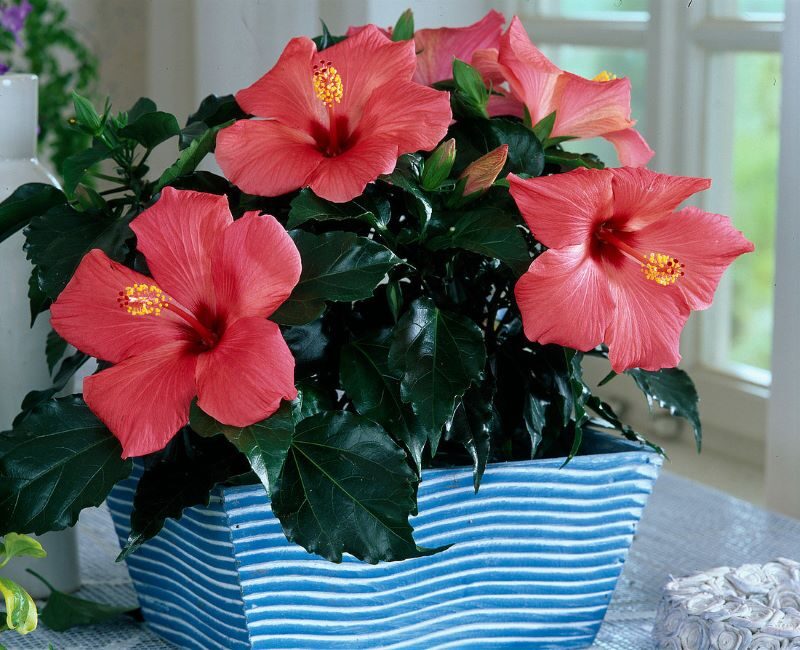 Người xưa dặn không thắp hương hoa dâm bụt màu đỏ vào mồng 1 Âm lịch - Ảnh 2. Người xưa dặn không thắp hương hoa dâm bụt màu đỏ vào mồng 1 Âm lịch - Ảnh 2.