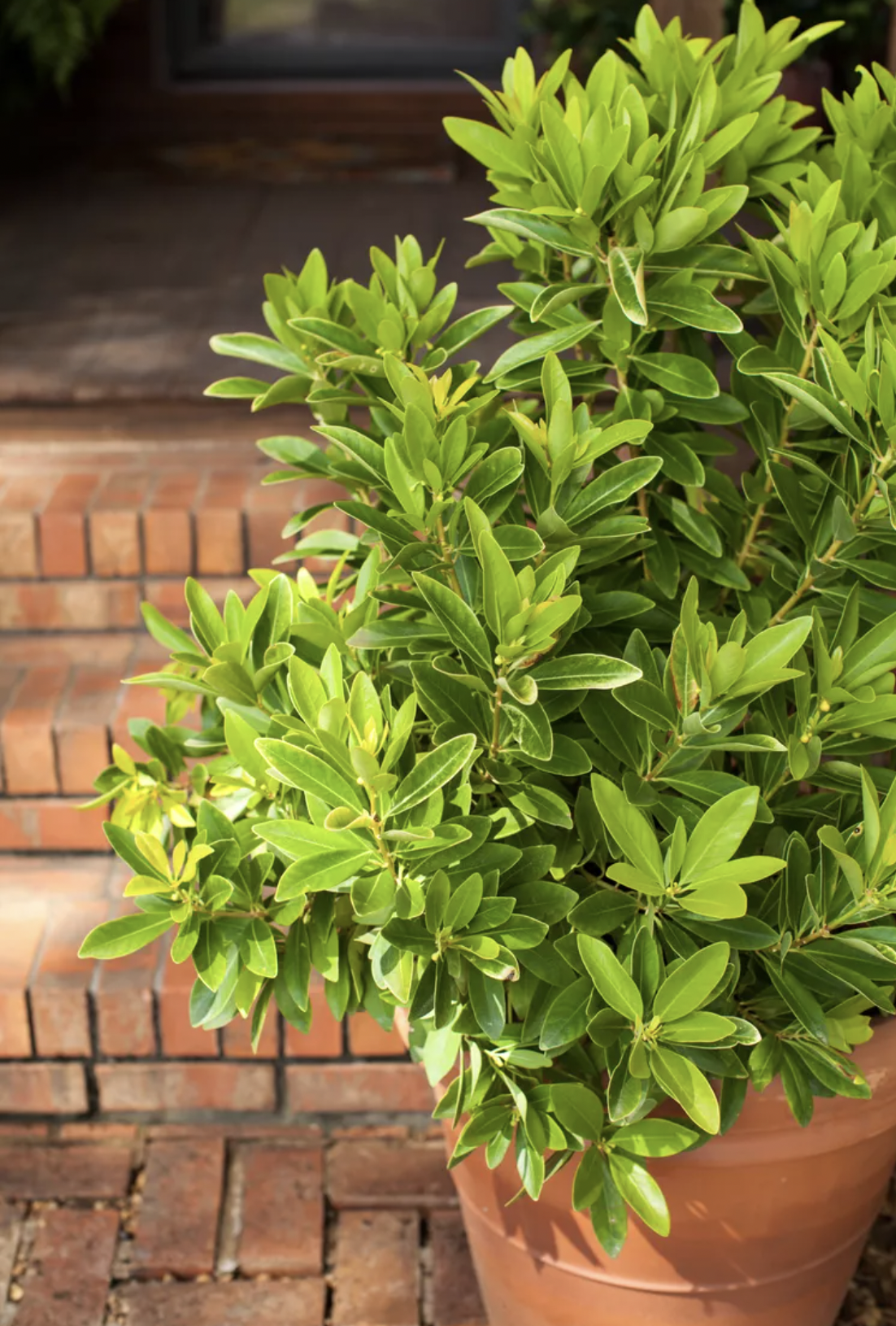 9 Lọai cây trồng trước nhà giúp không gian sống thêm xanh mát và thu hút - Ảnh 1. 9 Lọai cây trồng trước nhà giúp không gian sống thêm xanh mát và thu hút - Ảnh 1.