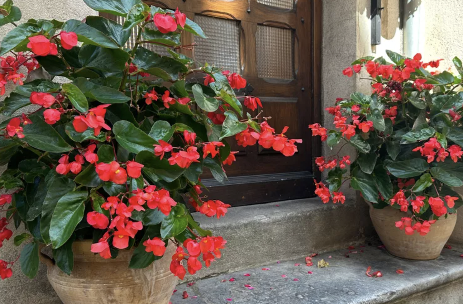 9 Lọai cây trồng trước nhà giúp không gian sống thêm xanh mát và thu hút - Ảnh 7. 9 Lọai cây trồng trước nhà giúp không gian sống thêm xanh mát và thu hút - Ảnh 7.