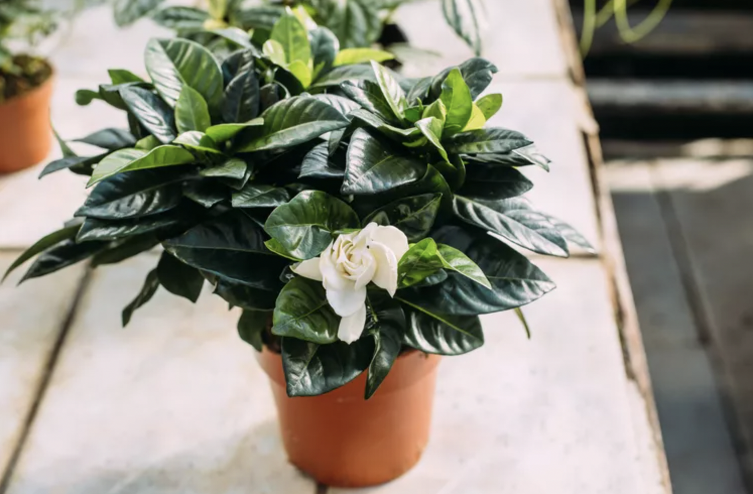 9 Lọai cây trồng trước nhà giúp không gian sống thêm xanh mát và thu hút - Ảnh 8. 9 Lọai cây trồng trước nhà giúp không gian sống thêm xanh mát và thu hút - Ảnh 8.