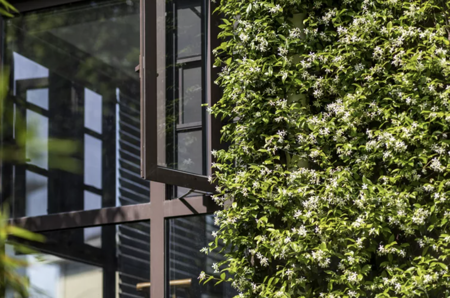 9 Lọai cây trồng trước nhà giúp không gian sống thêm xanh mát và thu hút - Ảnh 9. 9 Lọai cây trồng trước nhà giúp không gian sống thêm xanh mát và thu hút - Ảnh 9.