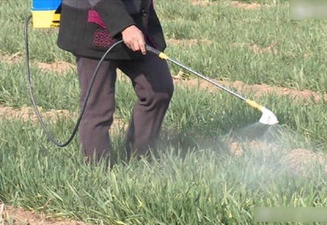 9 Lọai rau dễ tồn dư thuốc trừ sâu và cách rửa an toàn cho sức khỏe - Ảnh 2. 9 Lọai rau dễ tồn dư thuốc trừ sâu và cách rửa an toàn cho sức khỏe - Ảnh 2.