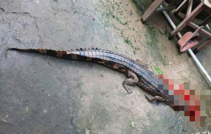 Vụ cá sấu cắn thầy giáo ở Tây Ninh và án Phạt 315 triệu đồng cho người nuôi - Ảnh 1. Vụ cá sấu cắn thầy giáo ở Tây Ninh và án Phạt 315 triệu đồng cho người nuôi - Ảnh 1.