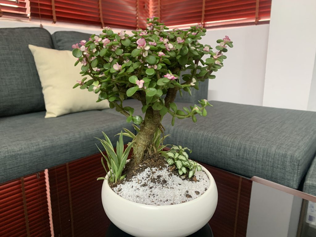 Cây ngọc bích: Biểu tượng phú qúy trong phong thủy người Trung Quốc - Ảnh 4.