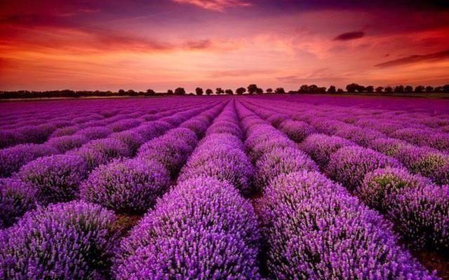 Cổ phiếu YEG tăng trần sau khi Sony Music rót vốn vào Yeah1 - Ảnh 1. Cổ phiếu YEG tăng trần sau khi Sony Music rót vốn vào Yeah1 - Ảnh 1.