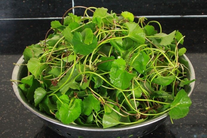 4 Lọai rau dân dã Việt Nam bổ như sâm giúp tăng cường sức khỏe - Ảnh 1. 4 Lọai rau dân dã Việt Nam bổ như sâm giúp tăng cường sức khỏe - Ảnh 1.