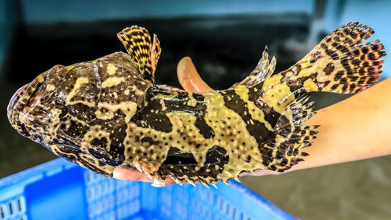 Cá đù vàng và 3 lọai cá bổ dưỡng giúp tăng cường trí não và sức khỏe gia đình - Ảnh 4. Cá đù vàng và 3 lọai cá bổ dưỡng giúp tăng cường trí não và sức khỏe gia đình - Ảnh 4.