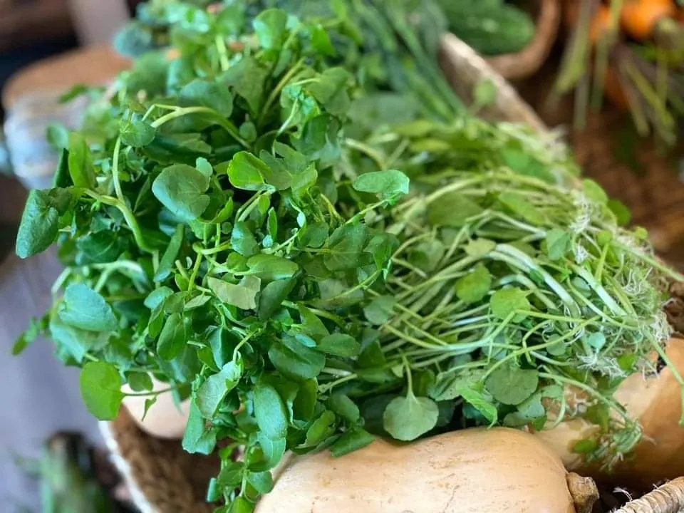 4 Lọai rau dân dã Việt Nam bổ như sâm giúp tăng cường sức khỏe - Ảnh 2. 4 Lọai rau dân dã Việt Nam bổ như sâm giúp tăng cường sức khỏe - Ảnh 2.