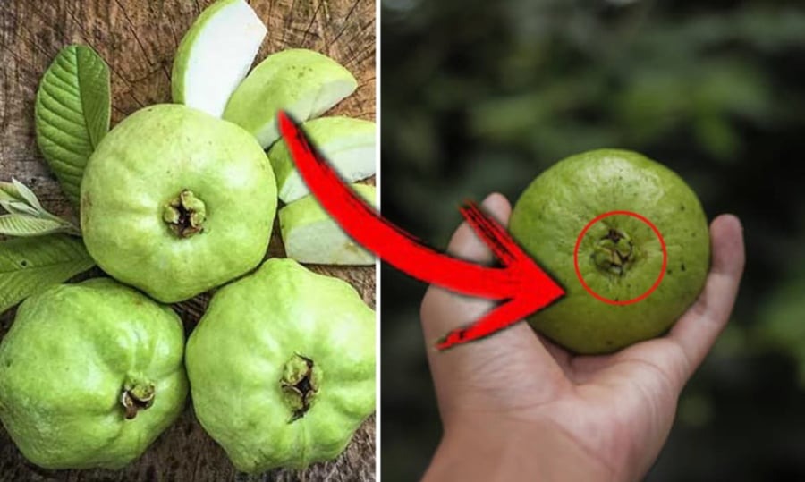 Quả ổi việt nam - siêu thực phẩm chống oxy hóa tốt nhất thế giới - Ảnh 3. Quả ổi việt nam - siêu thực phẩm chống oxy hóa tốt nhất thế giới - Ảnh 3.