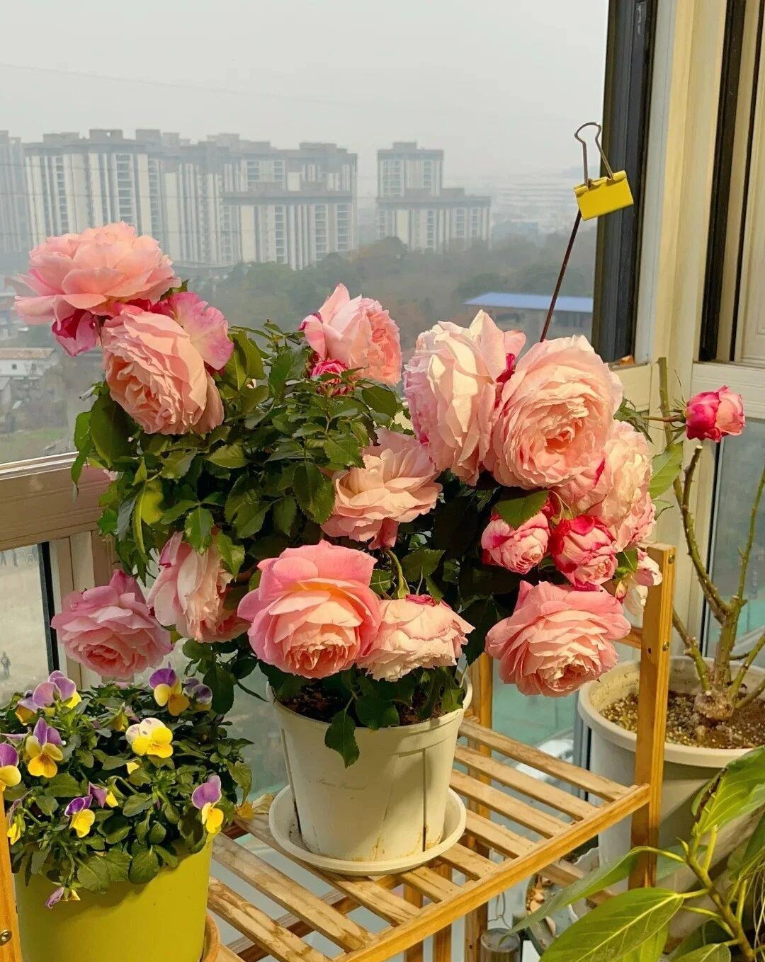 Cụ bà 92 tuổi sống chậm Giữa Cuộc đời hiện đại , tự chăm sóc mình thanh thản - Ảnh 7. Cụ bà 92 tuổi sống chậm Giữa Cuộc đời hiện đại , tự chăm sóc mình thanh thản - Ảnh 7.