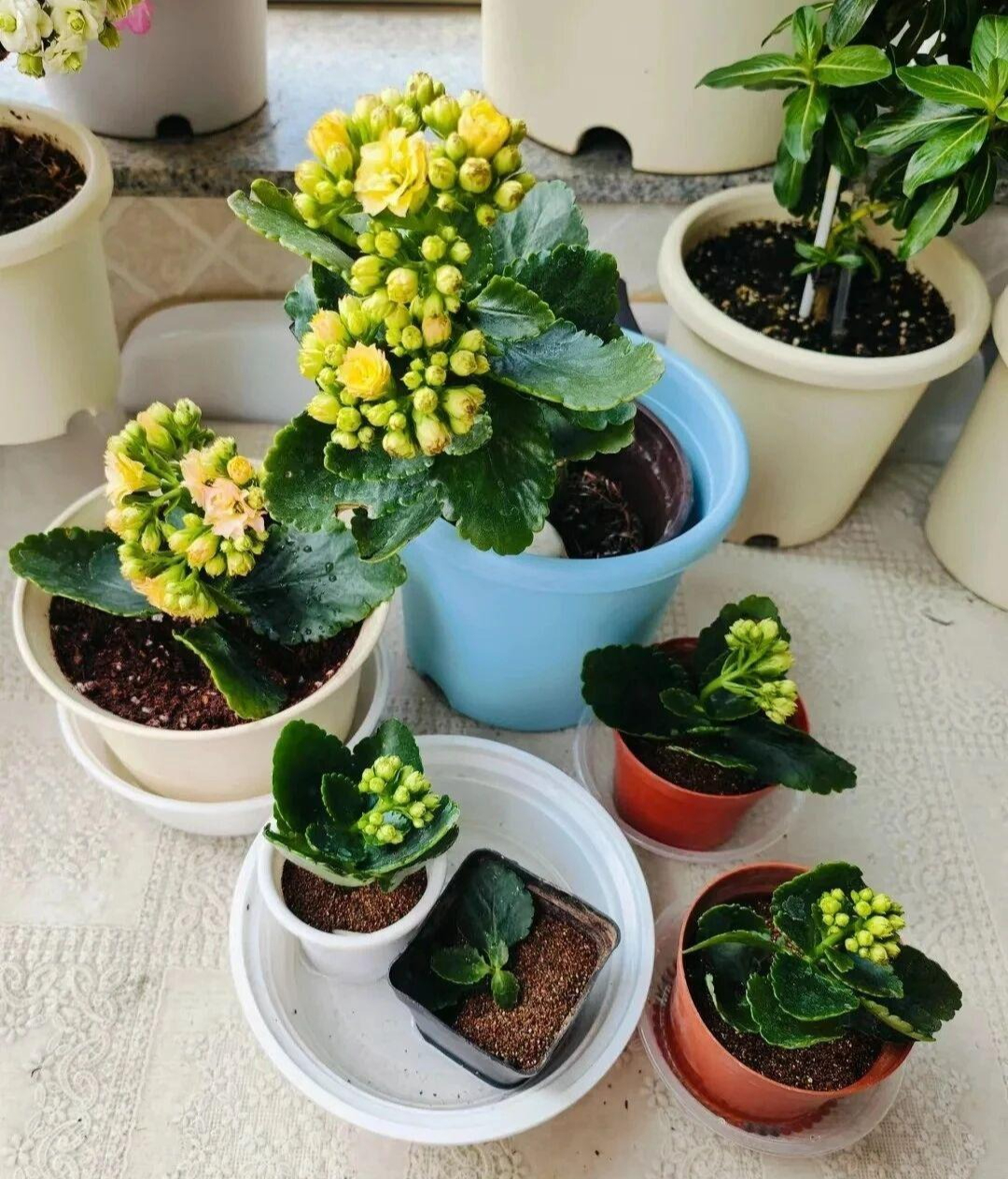 Cụ bà 92 tuổi sống chậm Giữa Cuộc đời hiện đại , tự chăm sóc mình thanh thản - Ảnh 5. Cụ bà 92 tuổi sống chậm Giữa Cuộc đời hiện đại , tự chăm sóc mình thanh thản - Ảnh 5.