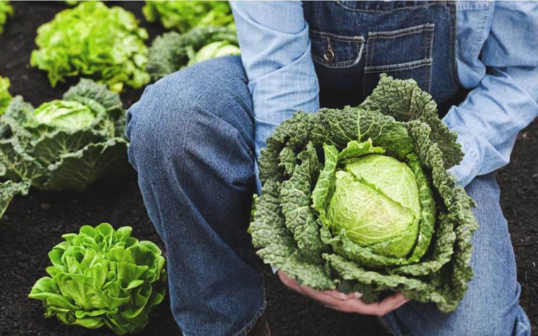 Lợi ích sức khỏe bắp cải: Từ món ăn dân dã đến xu hướng ẩm thực hiện đại - Ảnh 1.