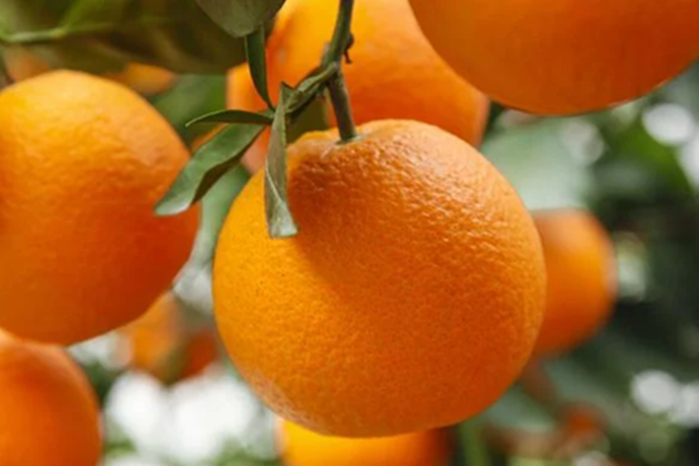 5 loại quả là "kem dưỡng ẩm tự nhiên", cứ ra chợ là thấy: Vừa ngon, giàu dinh dưỡng lại tăng cường miễn dịch - Ảnh 3. 5 loại quả là "kem dưỡng ẩm tự nhiên", cứ ra chợ là thấy: Vừa ngon, giàu dinh dưỡng lại tăng cường miễn dịch - Ảnh 3.