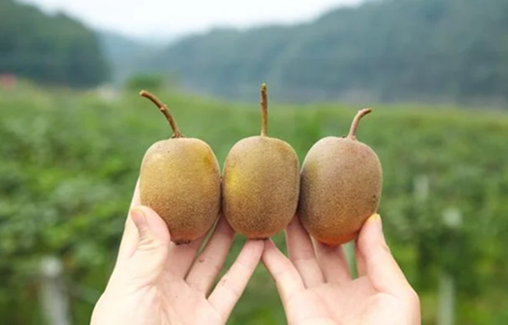 5 loại quả là "kem dưỡng ẩm tự nhiên", cứ ra chợ là thấy: Vừa ngon, giàu dinh dưỡng lại tăng cường miễn dịch - Ảnh 4. 5 loại quả là "kem dưỡng ẩm tự nhiên", cứ ra chợ là thấy: Vừa ngon, giàu dinh dưỡng lại tăng cường miễn dịch - Ảnh 4.