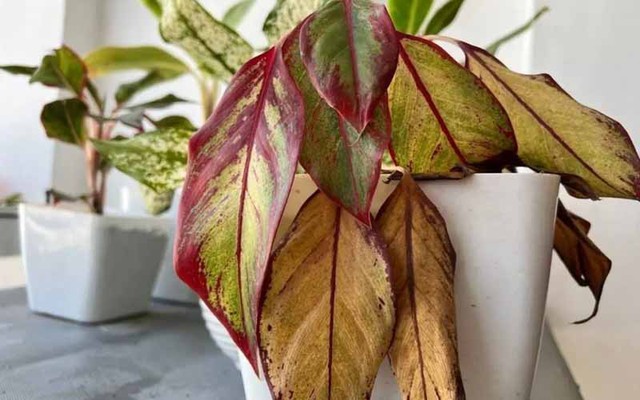 4 loại cây cảnh không nên để ở phòng khách và lý do cần biết - Ảnh 4.