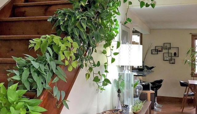 4 loại cây cảnh không nên để ở phòng khách và lý do cần biết - Ảnh 3.