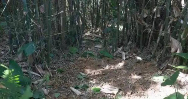 Lão nông dân phát hiện kho báu ngàn năm tuổi nặng 30kg giữa rừng trúc - Ảnh 1. Lão nông dân phát hiện kho báu ngàn năm tuổi nặng 30kg giữa rừng trúc - Ảnh 1.