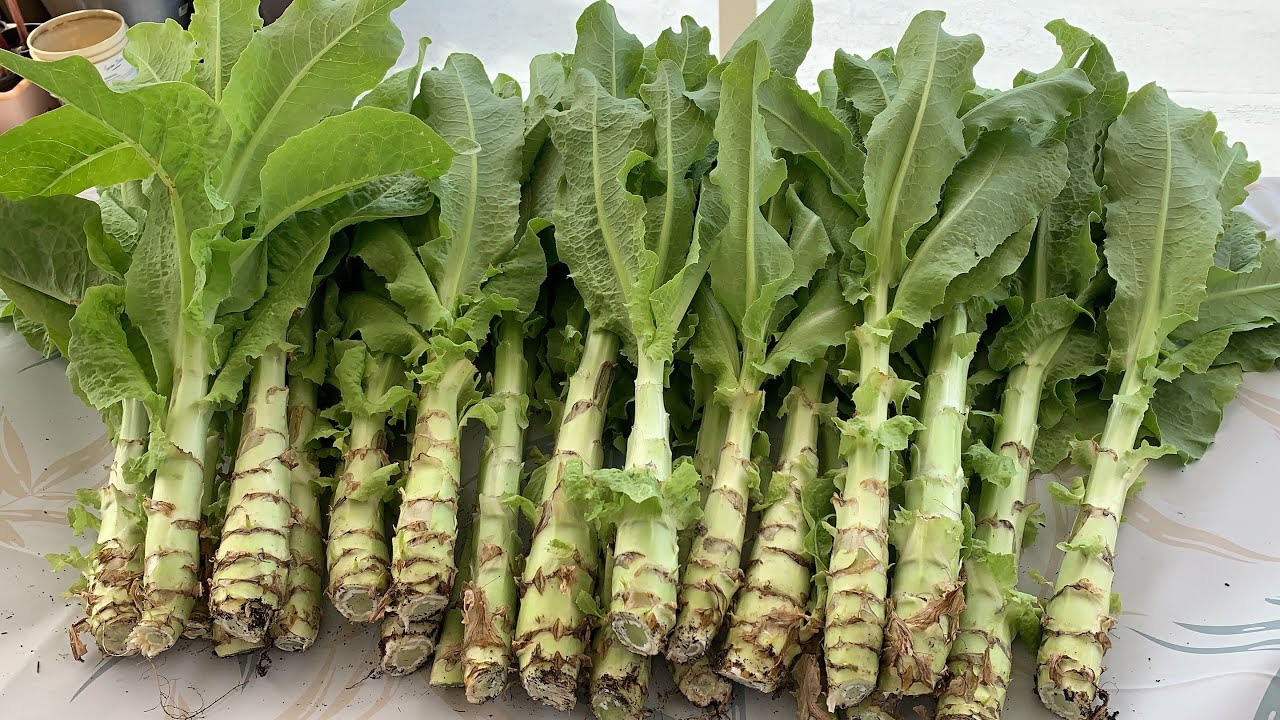 Rau tiến vua: Lọai rau giòn sần sật giúp sống lâu , trẻ khỏe tại Việt Nam - Ảnh 3. Rau tiến vua: Lọai rau giòn sần sật giúp sống lâu , trẻ khỏe tại Việt Nam - Ảnh 3.