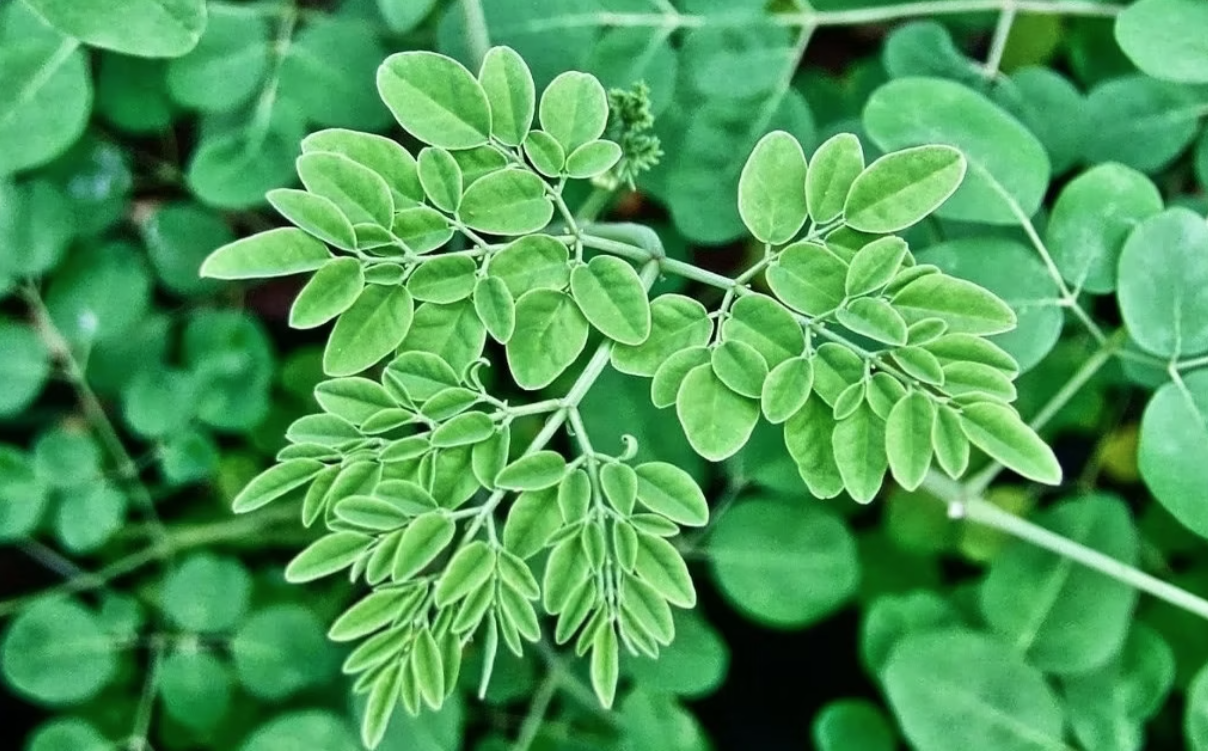 Loại rau mọc dại ở Việt Nam: Canxi gấp 4 lần sữa, hạ đường huyết, tốt cho gan- Ảnh 1. Loại rau mọc dại ở Việt Nam: Canxi gấp 4 lần sữa, hạ đường huyết, tốt cho gan- Ảnh 1.