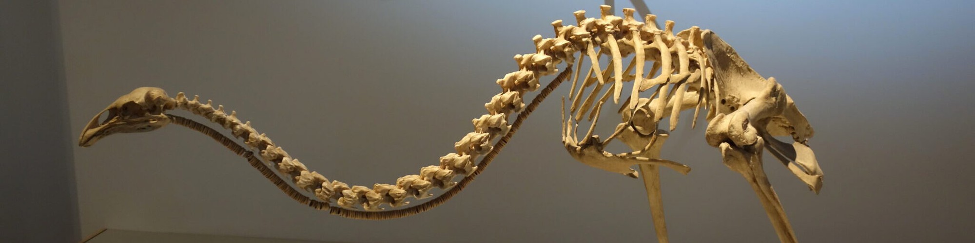 Công nghệ hồi sinh sinh vật: Những câu chuyện khoa học nổi bật năm 2025 - Ảnh 1.