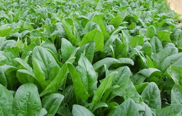 Ngâm rau càng lâu càng sạch? Chuyên gia cảnh báo: Nhiều gia đình đang rửa rau sai cách, vô tình "ăn" thêm thuốc trừ sâu- Ảnh 2.