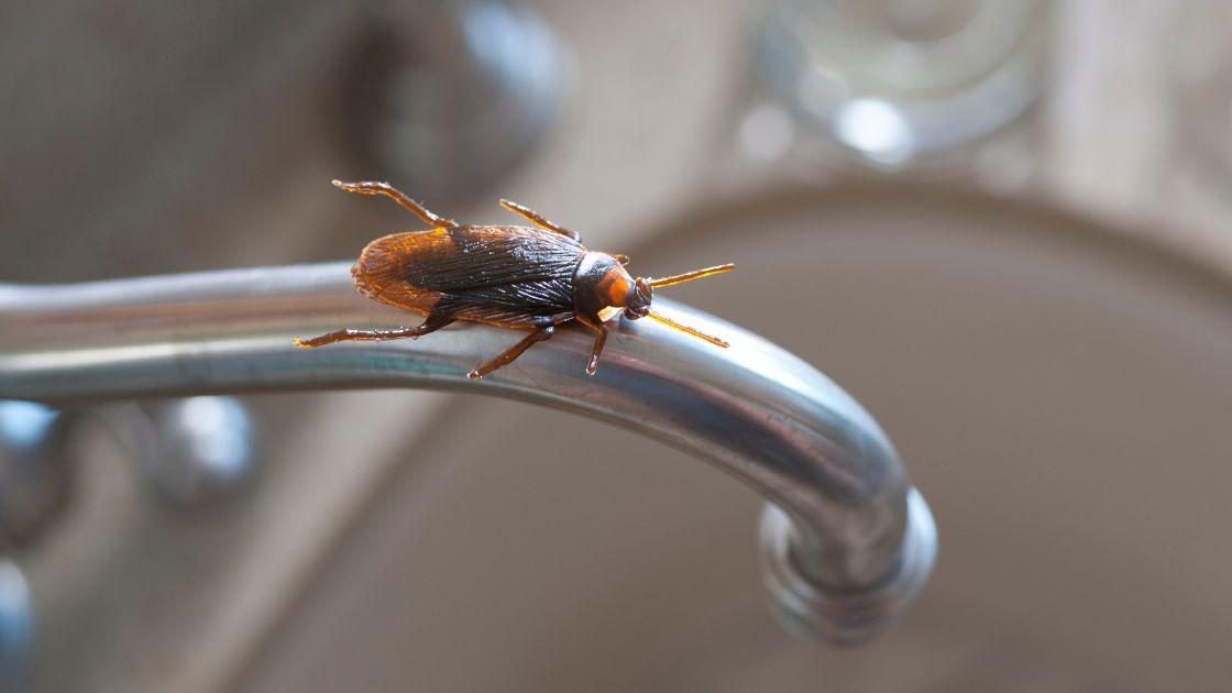 4 Dấu hiệu gián xâm nhập nhà bạn và cách phòng ngừa hiệu quả - Ảnh 1.