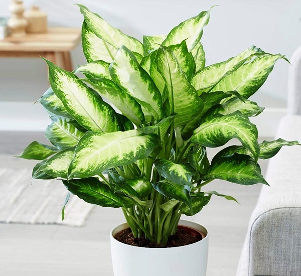 4 Cây cảnh không nên để trong phòng ngủ ảnh hưởng sức khỏe gia chủ - Ảnh 1.