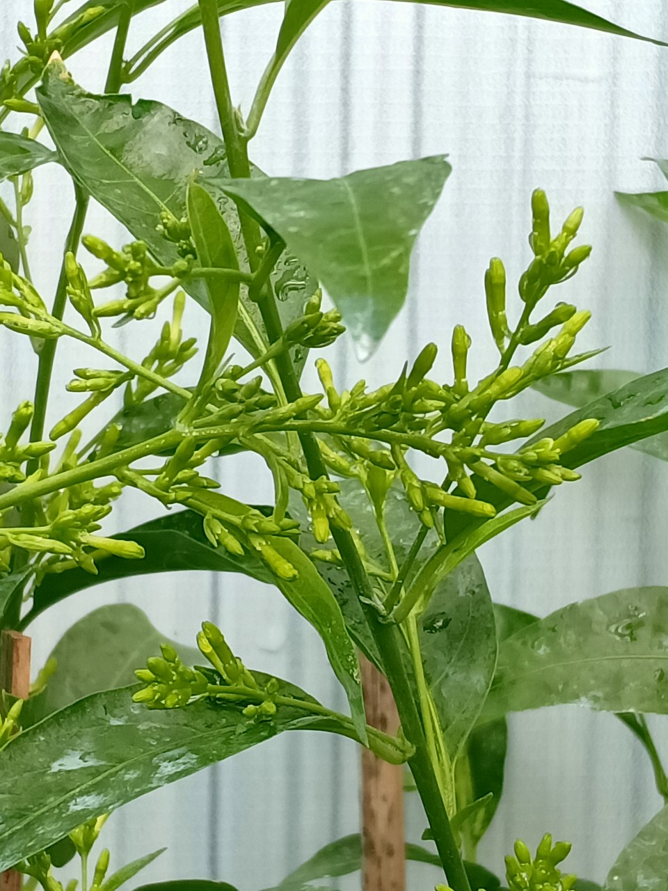 4 Cây cảnh không nên để trong phòng ngủ ảnh hưởng sức khỏe gia chủ - Ảnh 4.