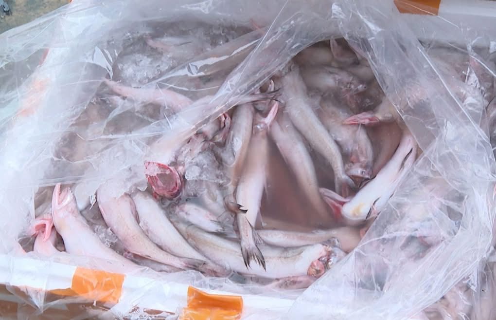 Cách nhận biết cá ngâm formol nguy hiểm tránh xa thực phẩm độc hại - Ảnh 3.