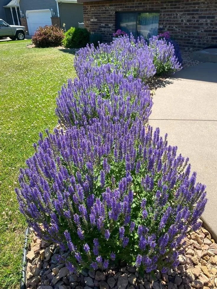 Ỏai hương - lòai hoa mang lại giấc ngủ ngon và vận may cho ngày cuối năm - Ảnh 9.