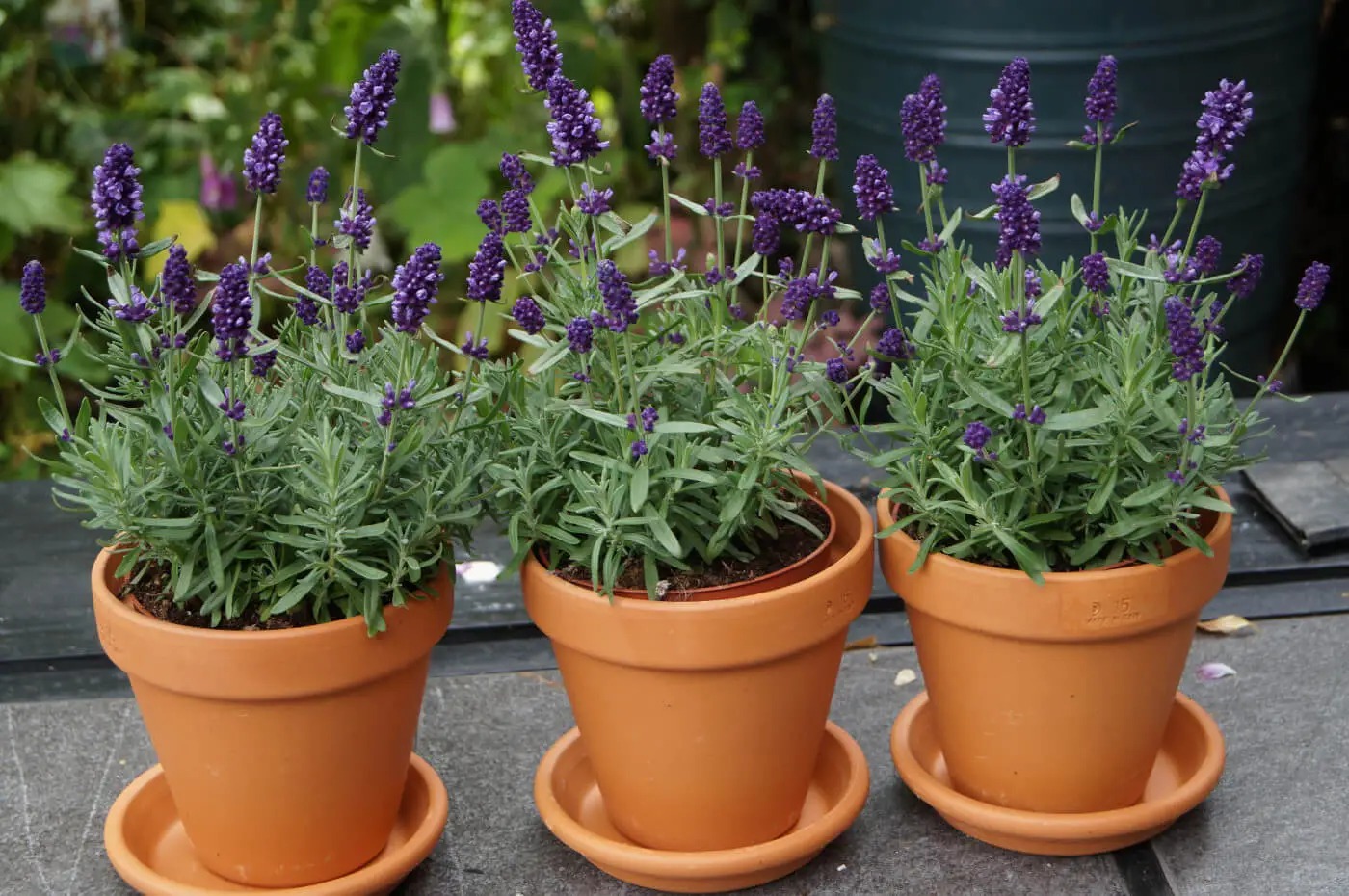 Ỏai hương - lòai hoa mang lại giấc ngủ ngon và vận may cho ngày cuối năm - Ảnh 6.