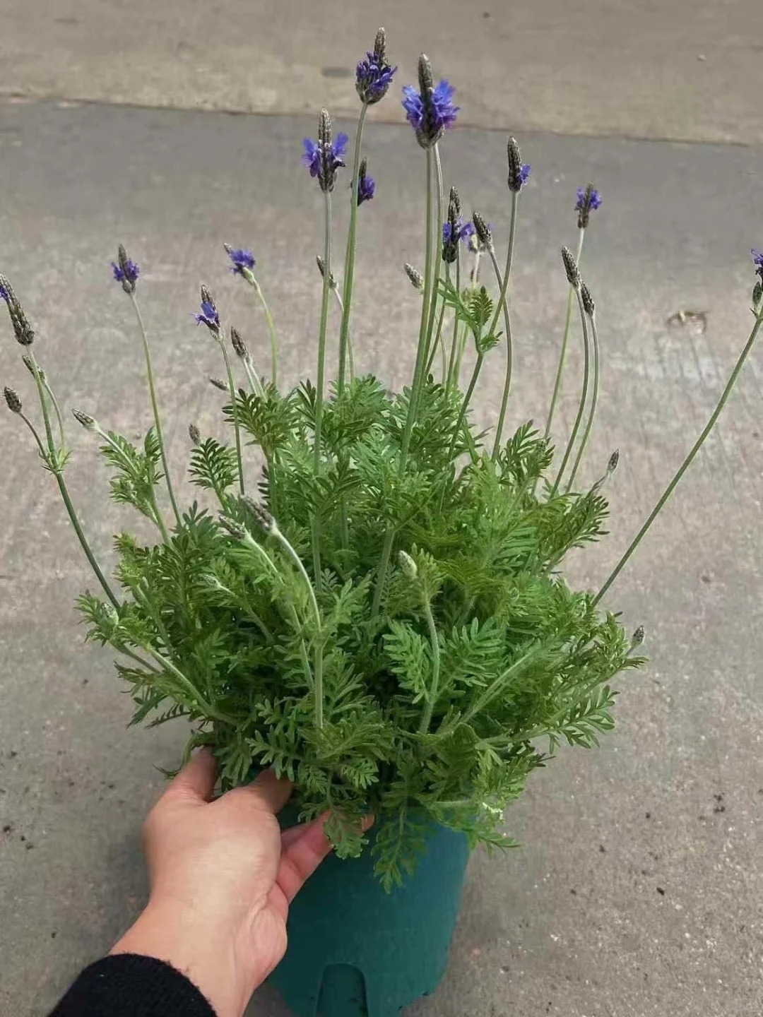 Ỏai hương - lòai hoa mang lại giấc ngủ ngon và vận may cho ngày cuối năm - Ảnh 7.