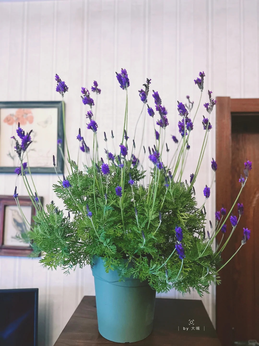 Ỏai hương - lòai hoa mang lại giấc ngủ ngon và vận may cho ngày cuối năm - Ảnh 8.