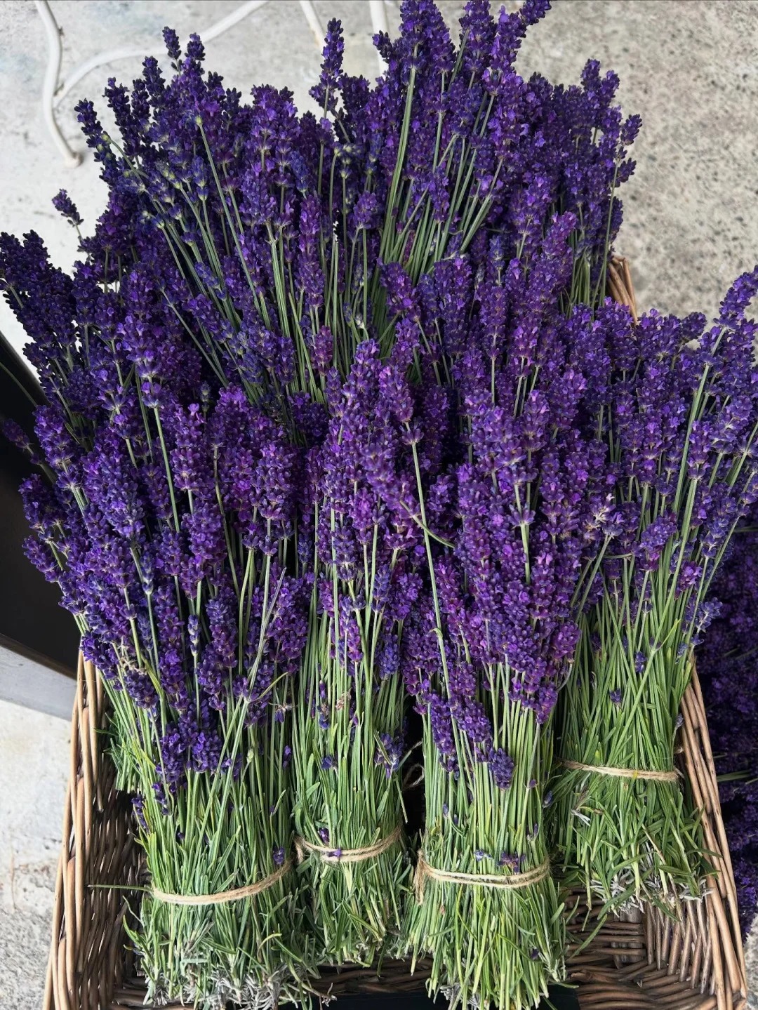 Ỏai hương - lòai hoa mang lại giấc ngủ ngon và vận may cho ngày cuối năm - Ảnh 3.