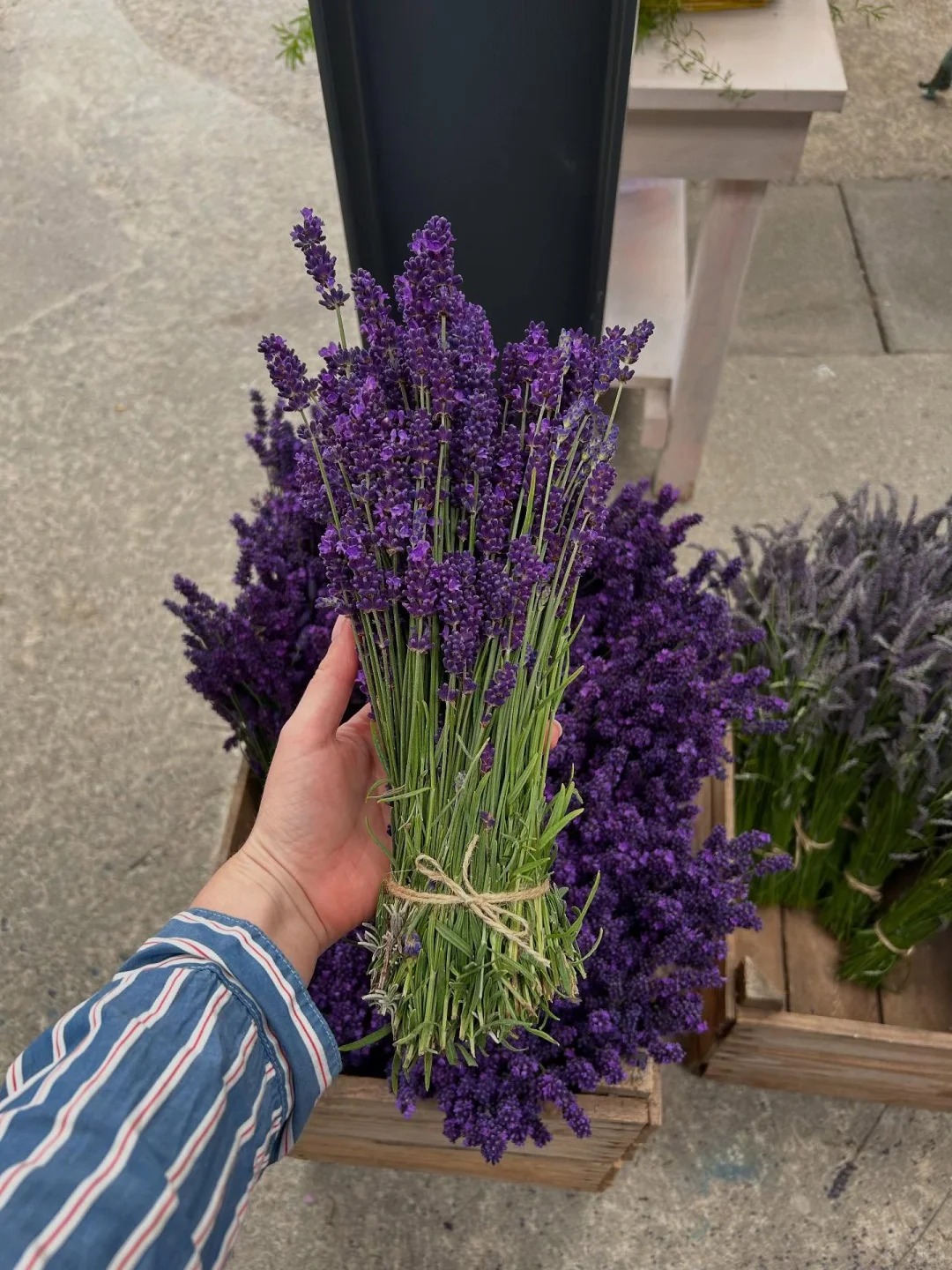 Ỏai hương - lòai hoa mang lại giấc ngủ ngon và vận may cho ngày cuối năm - Ảnh 4.