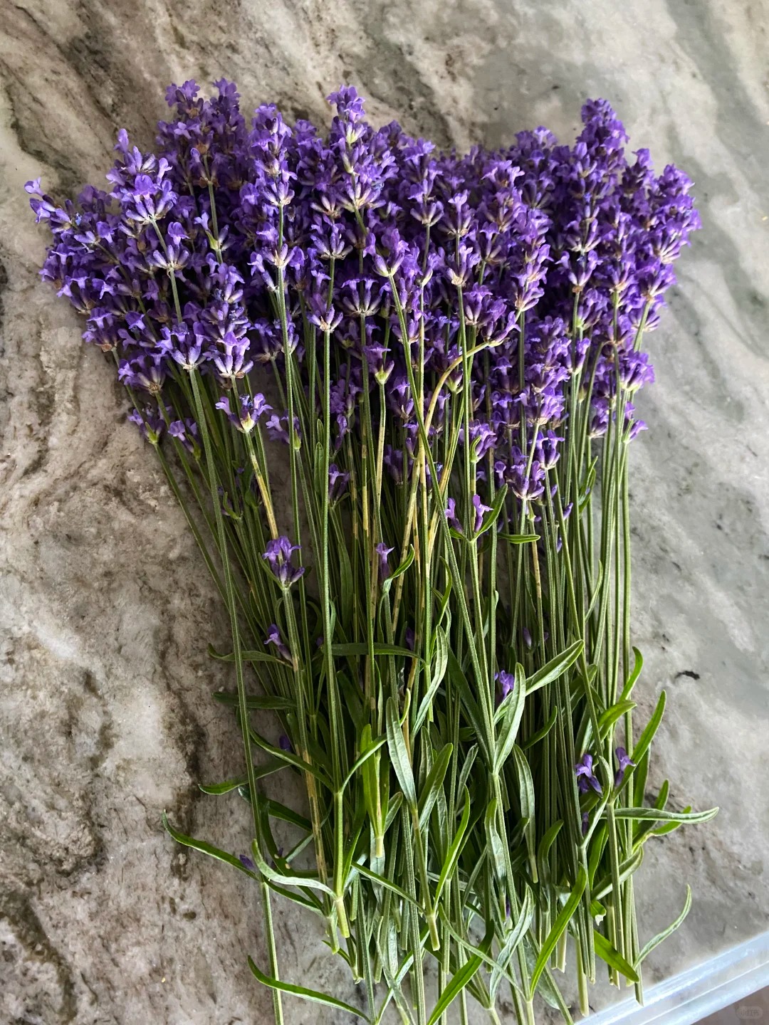 Ỏai hương - lòai hoa mang lại giấc ngủ ngon và vận may cho ngày cuối năm - Ảnh 5.