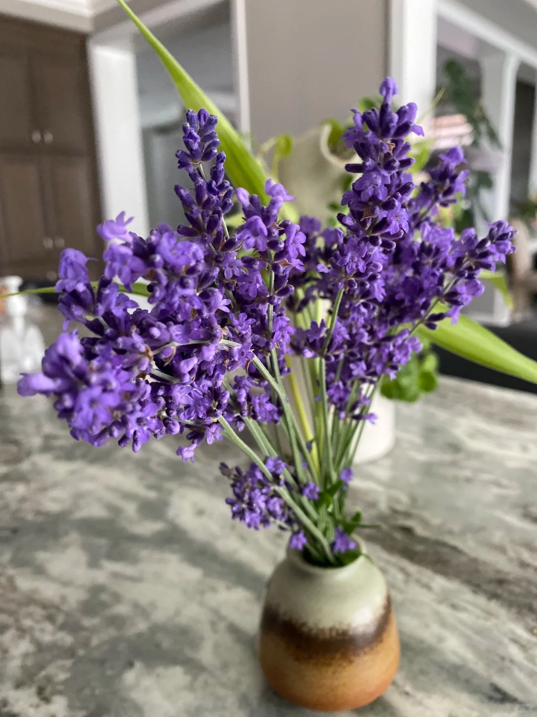 Ỏai hương - lòai hoa mang lại giấc ngủ ngon và vận may cho ngày cuối năm - Ảnh 14.